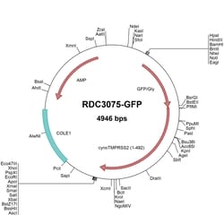 R&D Systems&trade;&nbsp;Cyno Monkey TMPRSS2 (XP_005548702.1)VersaClone cDNA, GFP-tag