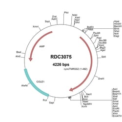 R&D Systems™ Cynomolgus Monkey TMPRSS2 (XP_005548702.1) VersaClone cDNA