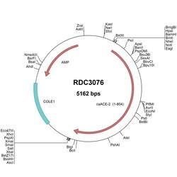 R&D Systems&trade;&nbsp;Canine ACE-2 (NP_001158732.1) VersaClone cDNA