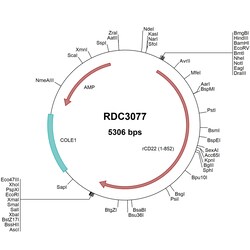 R&D Systems&trade;&nbsp;Rat Siglec-2/CD22 (NP_001100973.1) VersaClone cDNA