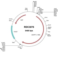 R&D Systems™ Mouse ENPP-1 (NP_001295256.1) VersaClone cDNA