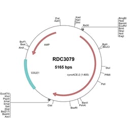 R&D Systems&trade;&nbsp;Cynomolgus Monkey ACE-2 (XP_005593094.1) VersaClone cDNA