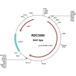 R&D Systems&trade;&nbsp;Cyno Monkey Common b Chain (XP_005567452.1) VersaClone cDNA