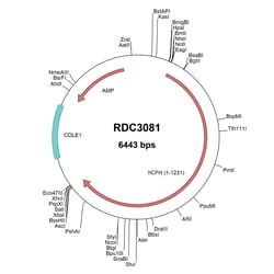 R&D Systems&trade;&nbsp;Human Complement Factor H (NP_000177.2) VersaClone cDNA