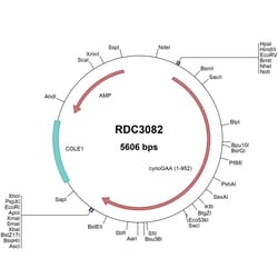 R&D Systems&trade;&nbsp;Cynomolgus Monkey LYAG/GAA (XP_005585247.1) VersaClone cDNA