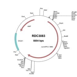 R&D Systems™ Cyno Monkey Aminopeptidase N/CD13 (Unique) VersaClone cDNA