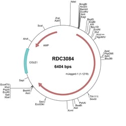 R&D Systems™ Mouse Jagged-1 (NP_038850.1) VersaClone cDNA