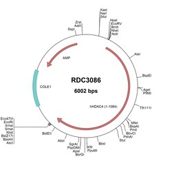 R&D Systems&trade;&nbsp;Human Histone Deacetylase 4 (NP_006028.2) VersaClone cDNA