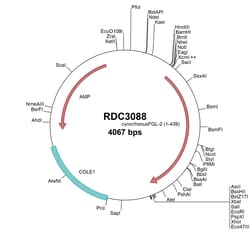 R&D Systems&trade;&nbsp;Cynomolgous Monkey FGL2 (XP_005550475.1) VersaClone cDNA