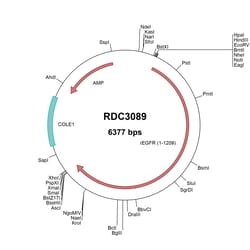 R&D Systems™ Rat EGFR (NP_113695.1) VersaClone cDNA
