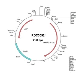 R&D Systems&trade;&nbsp;Human MMP-3 (AAA36321.1) VersaClone cDNA