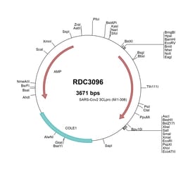 R&D Systems&trade;&nbsp;SARS-CoV-2 3CL Protease (YP_009725301.1) VersaClone cDNA