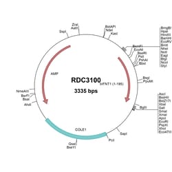 R&D Systems&trade;&nbsp;Bovine TP-1 (AAA50458.2) VersaClone cDNA