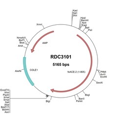 R&D Systems&trade;&nbsp;Feline ACE-2 (NP_001034545.1) VersaClone cDNA