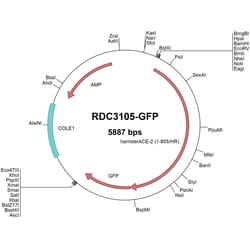 R&D Systems&trade;&nbsp;Hamster ACE-2 (XP_005074266.1) VersaClone cDNA, GFP tag