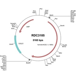 R&D Systems&trade;&nbsp;Hamster ACE-2 (XP_005074266.1) VersaClone cDNA