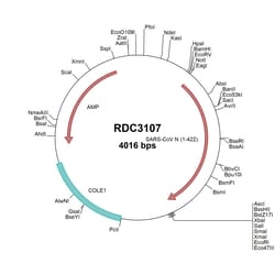 R&D Systems™ SARS-CoV Nucleocapsid (YP_009825061.1) VersaClone cDNA