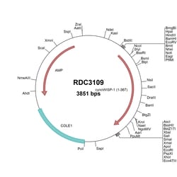 R&D Systems&trade;&nbsp;Cyno Monkey WISP-1/CCN4 (XP_005564175.1) VersaClone cDNA