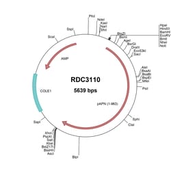 R&D Systems™ Porcine Aminopeptidase N/CD13 (NP_999442.1) VersaClone cDNA