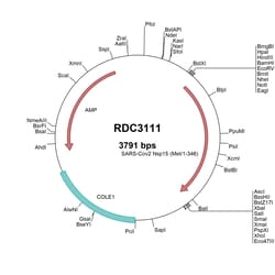 R&D Systems&trade;&nbsp;SARS-CoV-2 NSP15 (YP_009725310.1) VersaClone cDNA