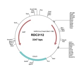 R&D Systems&trade;&nbsp;SARS-CoV-2 NSP8 (YP_009725304.1) VersaClone cDNA