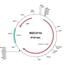 R&D Systems&trade;&nbsp;Porcine Tie-2 (XP_020918337.1) VersaClone cDNA
