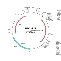 R&D Systems&trade;&nbsp;Rhesus Angiopoietin-like 7 (XP_001103825.1) VersaClone cDNA