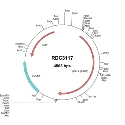 R&D Systems&trade;&nbsp;Porcine DLL4 (NP_001231347.1) VersaClone cDNA