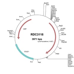 R&D Systems&trade;&nbsp;Cyno Monkey CX3CL1/Fractalkine (QOX59521.1) VersaClone cDNA