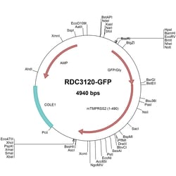 R&D Systems&trade;&nbsp;Mouse TMPRSS2 (NP_056590.2) VersaClone cDNA, GFP tag