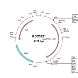 R&D Systems™ Mouse Angiopoietin-like 6 (NP_660136.1) VersaClone cDNA