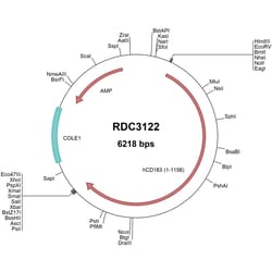 R&D Systems™ Human CD163 (NP_004235.4) VersaClone cDNA