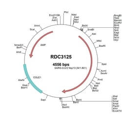R&D Systems&trade;&nbsp;SARS-CoV-2 NSP13 (YP_009725308.1) VersaClone cDNA