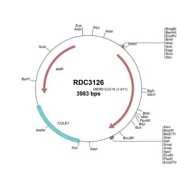 R&D Systems&trade;&nbsp;MERS-CoV Nucleocapsid (YP_007188586.1) VersaClone cDNA