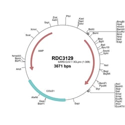 R&D Systems&trade;&nbsp;SARS-CoV 3CL Protease (NP_828849.7) VersaClone cDNA