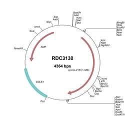 R&D Systems™ Cynomolgus Monkey IL-21R (XP_005591578.1) VersaClone cDNA