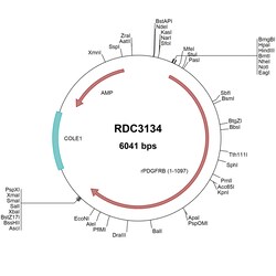 R&D Systems™ Rat PDGF R beta (NP_113713.1) VersaClone cDNA