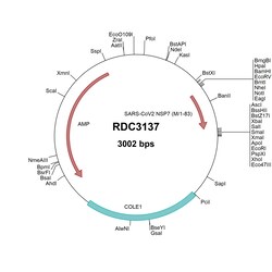 R&D Systems&trade;&nbsp;SARS-CoV-2 NSP7 (YP_009725303.1) VersaClone cDNA