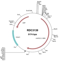 R&D Systems&trade;&nbsp;Chicken ACE-2 (QEQ50331.1) VersaClone cDNA