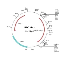 R&D Systems&trade;&nbsp;Mouse KLRG2 (NP_001028343.2) VersaClone cDNA