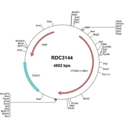 R&D Systems™ Human Transglutaminase 4/TGM4 (AAC50516.1) VersaClone cDNA