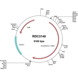 R&D Systems&trade;&nbsp;Ferret ACE-2 (NP_001297119.1) VersaClone cDNA
