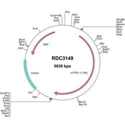 R&D Systems&trade;&nbsp;Mouse TfR (NP_035768.1) VersaClone cDNA