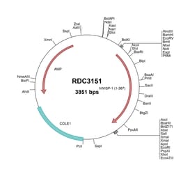 R&D Systems&trade;&nbsp;Human WISP-1/CCN4 (NP_003873.1) VersaClone cDNA