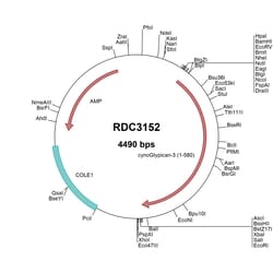 R&D Systems&trade;&nbsp;Cyno Monkey Glypican 3 (XP_005594665.1) VersaClone cDNA