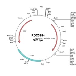 R&D Systems&trade;&nbsp;SARS-CoV-2 NSP6 (YP_009725302.1) VersaClone cDNA