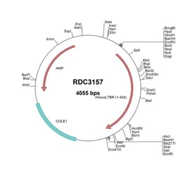 R&D Systems&trade;&nbsp;Rhesus Lymphotoxin beta R (NP_001252665.1) VersaClone cDNA