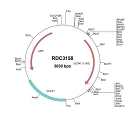 R&D Systems&trade;&nbsp;Porcine CD47 (NP_999147.1) VersaClone cDNA