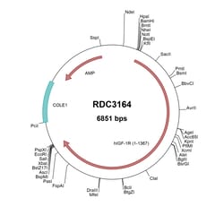 R&D Systems&trade;&nbsp;Human IGF-I R/IGF1R (NP_000866.1) VersaClone cDNA