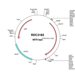 R&D Systems&trade;&nbsp;Human FOLH1B (NP_710163.1) VersaClone cDNA